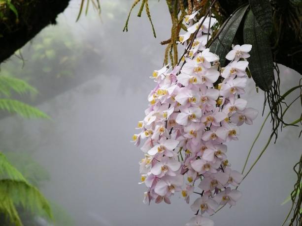 Orchidea phalaenopsis in natura. Foto dell'articolo, ho preso a Internet