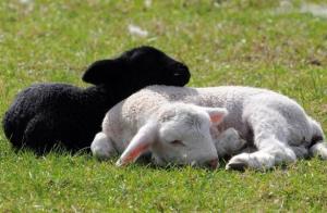 Carne e lana: come allevare pecore alla sua azienda