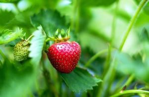 Piantare fragola rifiorente cultivar "Ottobre Miracle"