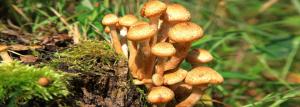 Come i funghi vegetali sul tuo sito