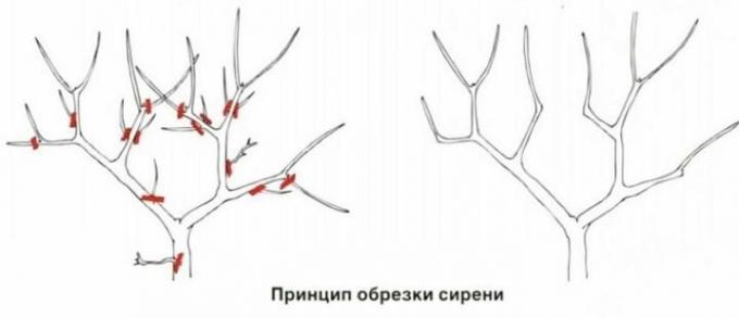 Il principio della potatura lillà. Per illustrazione grazie stroy-podskazka.ru