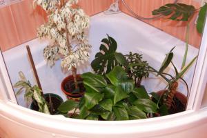 Come lavarsi le piante al coperto le foglie di polvere, alla scintillante?