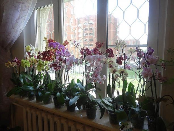 Coro fioritura Phalaenopsis