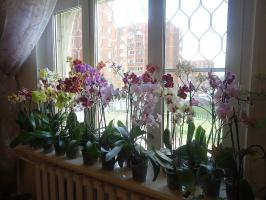 La cura adeguata dell'estate phalaenopsis per mese: tutti i dettagli