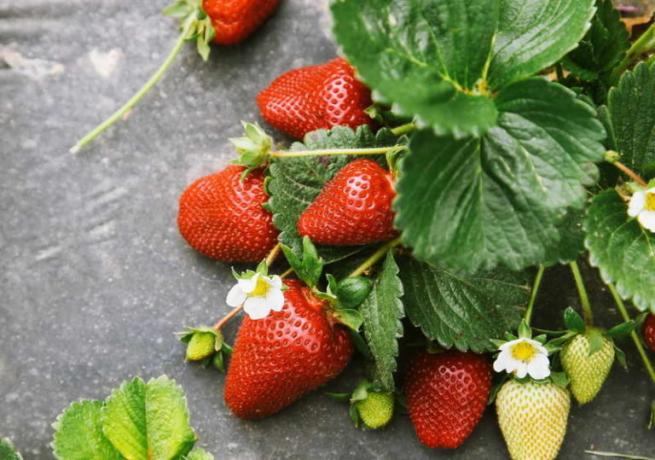 Strawberry sul tessuto non tessuto (chto-posadit.ru)