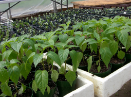 Noi cresciamo peperoni. 1 pz. o 2 pezzi. piantato in un buco? Esperimento sul sito
