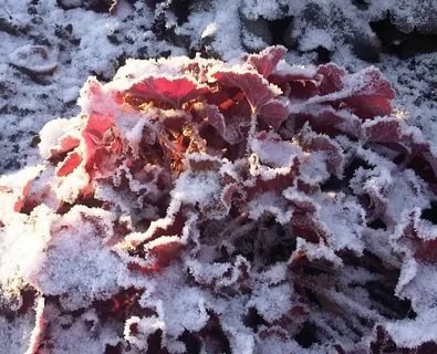 foglie Heuchera, in polvere con la neve