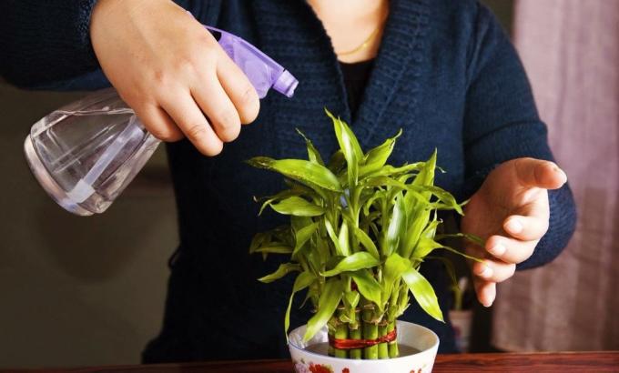 Spruzzare soluzione di perossido di idrogeno houseplants