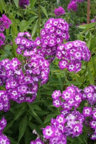 Svernato pure Phlox fioritura su anno prossimo!