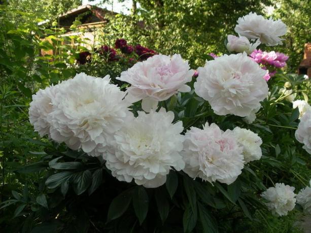 peonie bianche con pallido metà rosa. Foto dal sito yandex.ru
