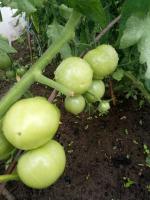 Preparare pomodoro terreno aperto nel periodo delle piogge. Cosa fare con cespugli di pomodori