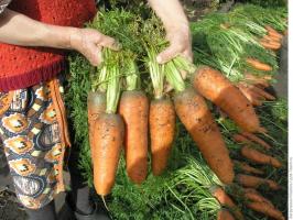 ⚡ Agosto - il tempo di carote di alimentazione ad un buon raccolto. 3 migliore ricetta