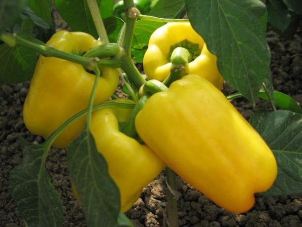 Appetitoso peperone giallo. Le foto da domosedkam.ru