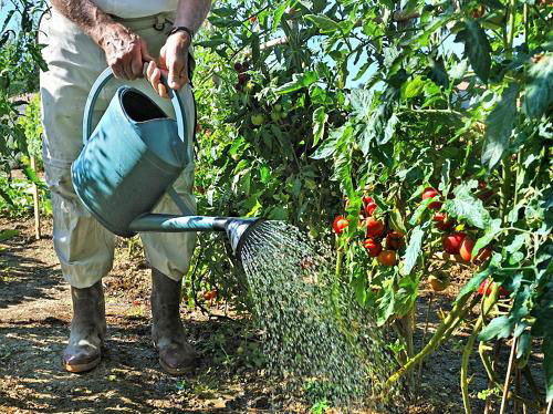 Pomodori come il calore e l'umidità (teplicnik.ru)