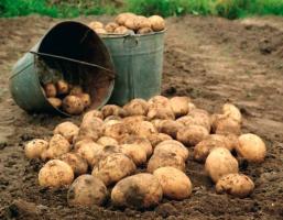 Le patate saranno grandi e delizioso condimento nel luglio ✔