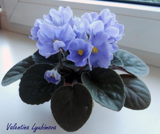 blu-viola (foto Valentina Lubimova dal forum)