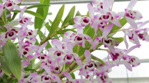 Regole generali per la cura delle orchidee Dendrobium