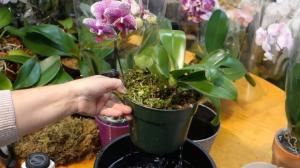 Il diritto di nutrire e fecondare l'phalaenopsis