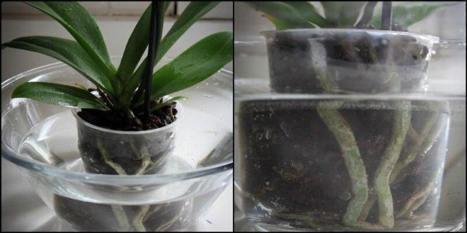 ESEMPIO orchidea immersione in un bacino. Visualizza: 