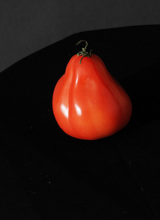 La varietà di pomodoro "Puzata capanna"