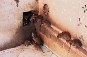 Un modo semplice per sbarazzarsi di ratti e topi in casa.
