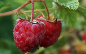 Trucchi utili piantare lampone in primavera