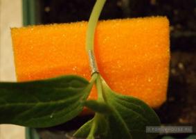 Perché lagenariya anguria: colture vegetali vaccinazione