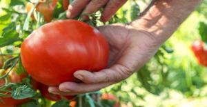 Come coltivare pomodori gustosi e saporiti, e ciò che ne determina il gusto e l'aroma.