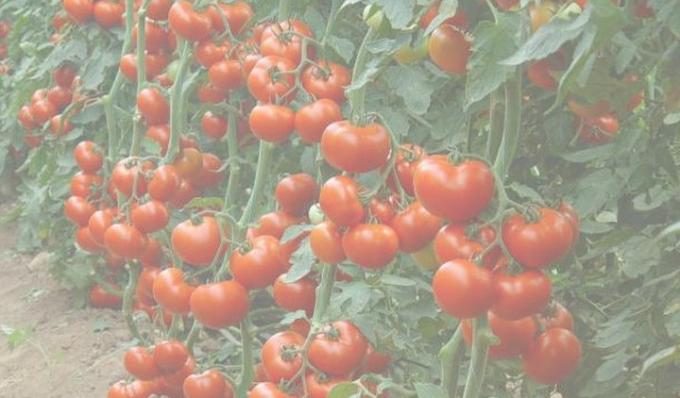 raccolto di pomodori ricchi. Foto da Internet