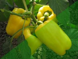 10 segreti della coltivazione del peperone in giardino