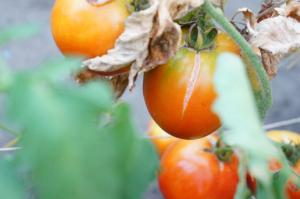 Culla coltivatore di pomodori perché scoppiano e cosa fare