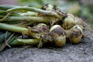 Quando si raccolgono le cipolle nel giardino + un modo per accelerare la maturazione