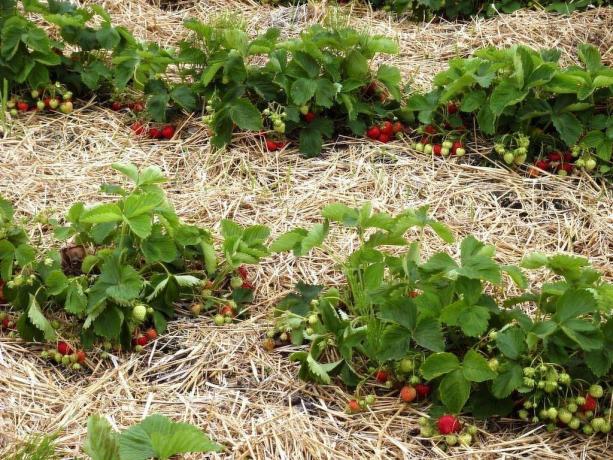 Pacciamatura con fragola paglia | Giardinaggio e orticoltura