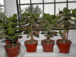 Perché Jade Tree cresce lentamente e come risolvere il problema