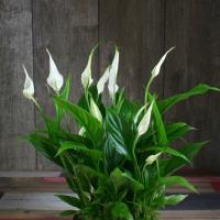 Miniature Spathiphyllum Strauss: le regole della cura