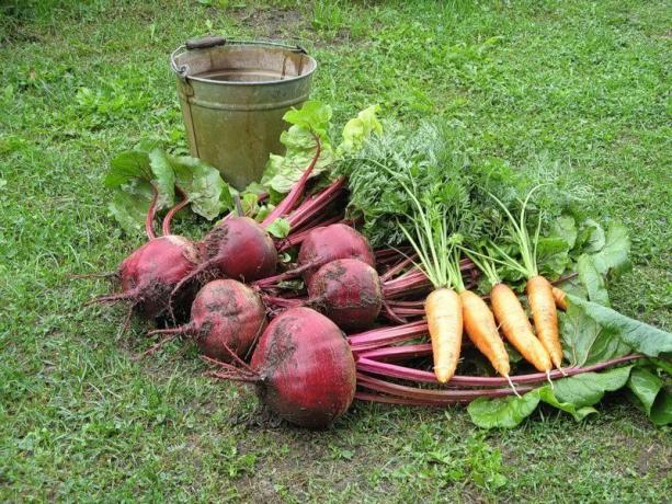 carote e barbabietole Harvest