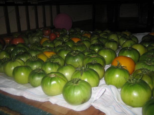Pomodori maturazione (yagodka.club)