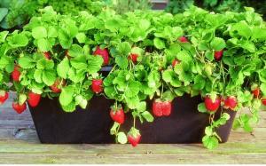 Tutto l'anno bacche fresche: Come far crescere le fragole a casa