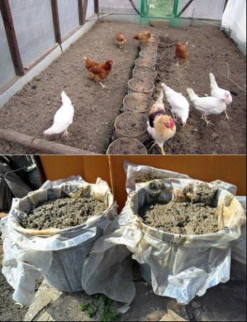 La corretta applicazione di letame di pollo nel giardino aumenterà la raccolta