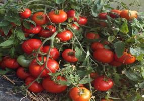 Unico pomodoro varietà - nana mongola. una produttività senza precedenti è adorato da molti giardinieri.