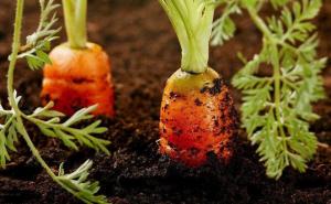 Come carote piante, germogli apparso a 5 giorni e non c'era bisogno di uscire sottile.