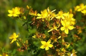 Erba di San Giovanni: proprietà utili, applicazioni, ricette, descrizione e le piante Photo