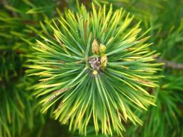 Il mito della pacciamatura di lettiera di pino
