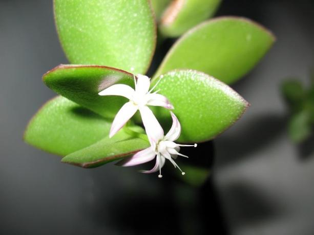 Sembra che il fiore albero dei soldi