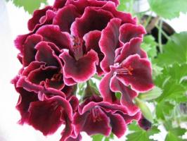 Reale Pelargonium: regole di coltivazione e la cura