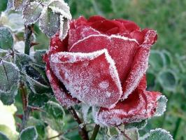 Preparare le rose per l'inverno: come temperamento cosa e cosa nascondere, come tagliare. Come il colore influenza il gelo