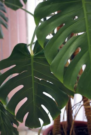 foglie di monstera Tropical - forma ben riconosciuto