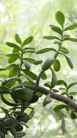 Jade è in rapida crescita, ed è necessario monitorare costantemente il processo. Per un albero di denaro in rapida crescita, annaffiare con parsimonia: aumenterà l'incentivo a piantare massa verde, che trattiene l'umidità.