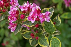 Ciò che è notevole arbusti Weigel? Come creare una stravaganza rosa nel Paese - 2 per 1 stagione di fioritura