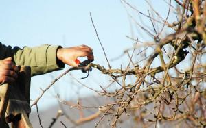 Come per ringiovanire il vecchio albero di mele